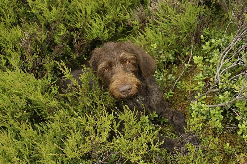 File:German Wirehaired Pointer (3891466029).jpg