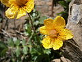 Geum reptans