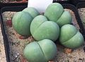 Gibbaeum heathii