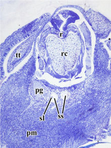 Statocysts (ss) and statolith (sl) inside the head of Gigantopelta chessoia. Gigantopelta chessoia statocysts.png