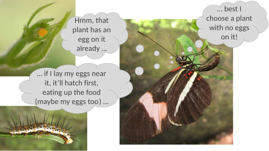 Depiction of the logic of Gilbertian mimicry. No implication is made of actual reasoning. Heliconius egg, larva, and adult female ovipositing, all on Passiflora.