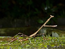Giraffe Mantis (Euchomenella heteroptera) weiblich (15658204601) .jpg