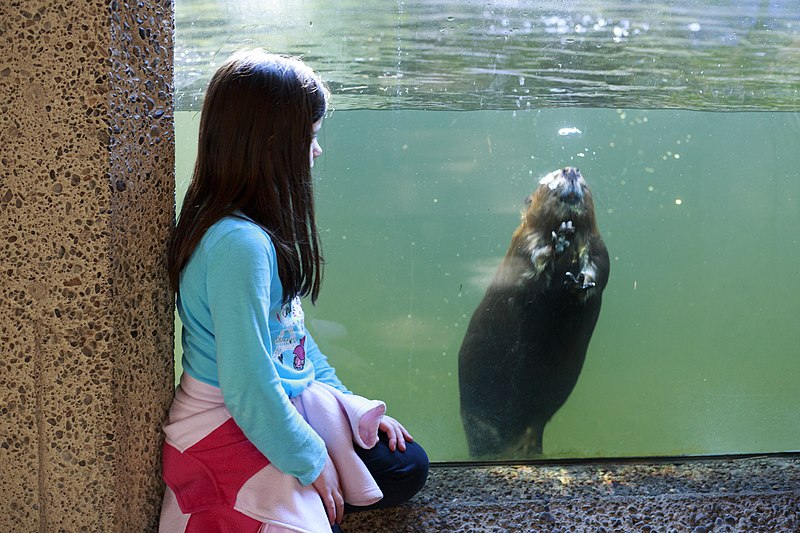 File:Girl and beaver with glass in between. Privacy release status unknown. (7268c73d5db0465d85d7fda211a7c273).jpg