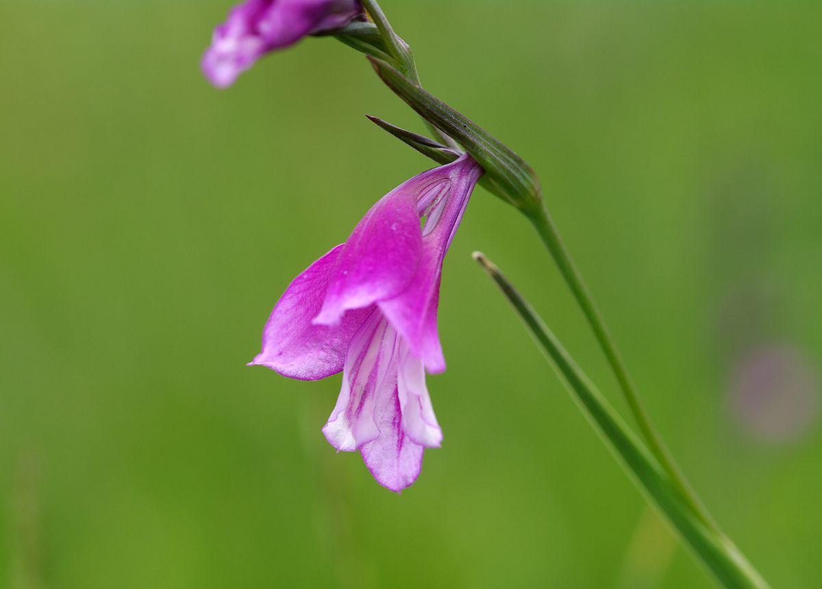 TÌNH YÊU CÂY CỎ ĐV 6 - Page 63 1200px-Gladiolus_sp._02