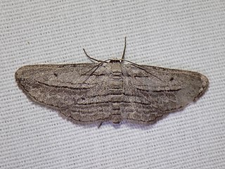 <i>Glena quinquelinearia</i> Species of moth