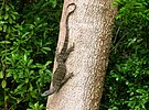 Coming down a tree outside Cooktown, Queensland