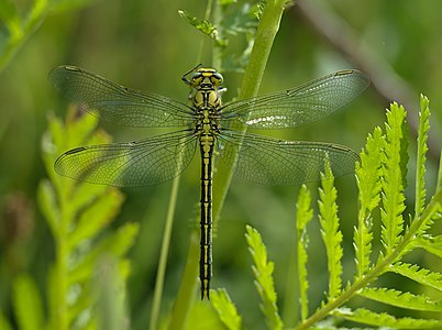 Gomphus pulchellus (Western Clubtail)