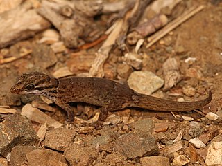 <span class="mw-page-title-main">Antilles gecko</span> Species of lizard