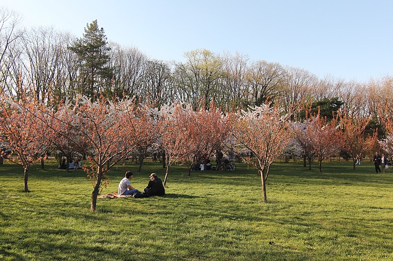 File:Gradina Japoneza, Herastrau 01.jpg