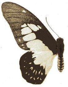 Graphium agamedes.JPG