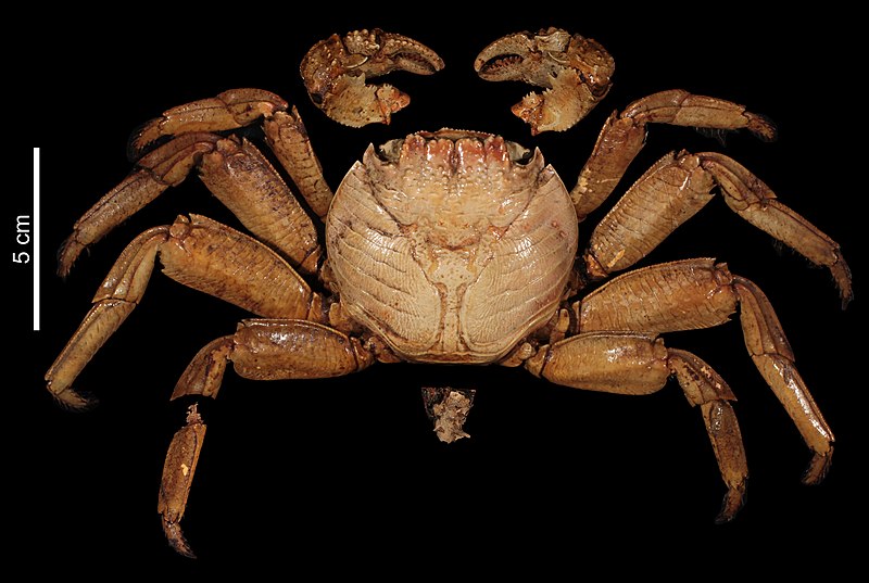 File:Grapsus grapsus (MNHN-IU-2000-3415) 002.jpeg