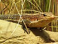 Great Plated Lizard