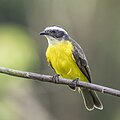 * Nomination Great kiskadee (Pitangus sulphuratus caucensis) --Charlesjsharp 08:26, 15 September 2023 (UTC) * Promotion  Support Good quality. --Velvet 06:36, 16 September 2023 (UTC)