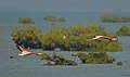Greater Flamingo Pair-SM.jpg