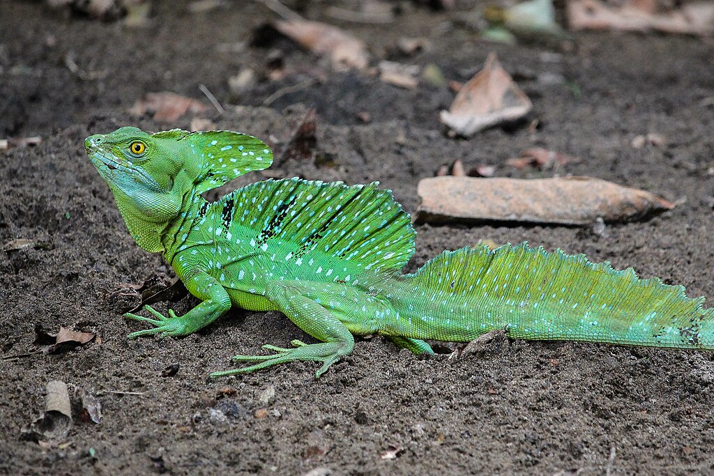 Green Basilisk, Alajuela, Costa Rica.jpg