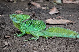 Male plumed basilisk