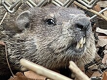 Groundhog - Wikipedia