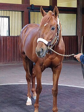 Imagen ilustrativa del artículo Gun Runner