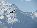 Un Gypaete barbu (Gypaetus barbatus) depuis l'Aiguille de Varan.