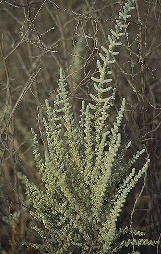 <i>Halocnemum</i> Genus of flowering plants