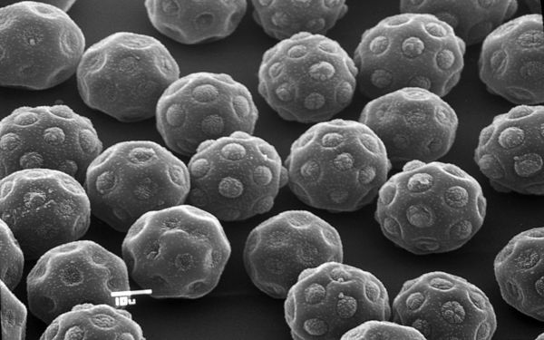 Pollen grains of Halothamnus glaucus