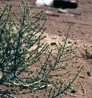 <i>Salsola stocksii</i> species of plant