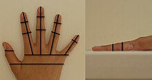 Geometry of a hand and some examples of measurements that can be taken by hand geometry reading devices. Hand Geometry and Measurements.jpg