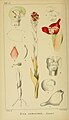 Disa sanguinea plate 80 in: Harry Bolus: Orchids of South Africa volume I (1896)