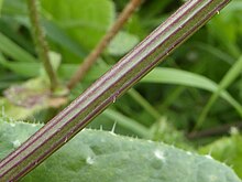 Close-up of the stem, showing typical coloration Helminthotheca echioides stem.jpg