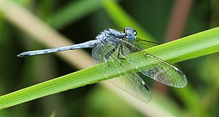 <i>Hemistigma albipunctum</i> Species of dragonfly