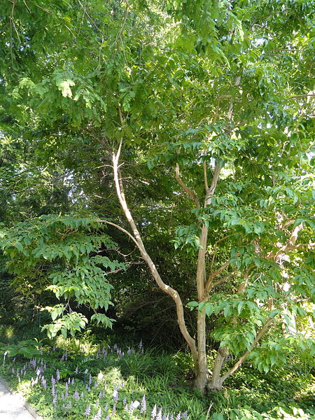 File:Heptacodium miconioides - Botanischer Garten, Frankfurt am Main - DSC03381.JPG