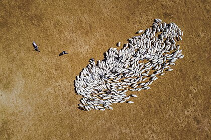 Vista aérea de um rebanho de ovelhas com um pastor na China. A ovelha ou ovelha doméstica (Ovis aries) é um mamífero ruminante domesticado, tipicamente mantido como gado. Um dos primeiros animais a ser domesticado para fins agrícolas, as ovelhas são criadas para lã, carne e leite. A lã de ovelha é a fibra animal mais utilizada e é geralmente colhida por tosquia. (definição 5 308 × 3 537)