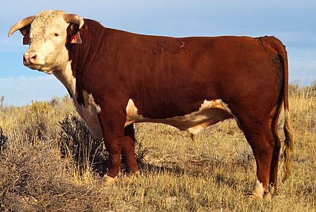 Hereford bull large.jpg