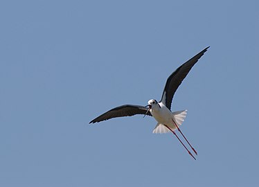 In flight (Laguna di Venezia, Italy)