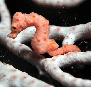 <span class="mw-page-title-main">Denise's pygmy seahorse</span> Species of fish