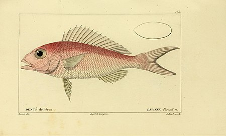 Histoire naturelle des poissons (10438487224).jpg