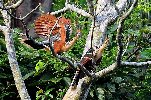 Hoatzin tropical bird 640px-Hoatzins_in_Brazil