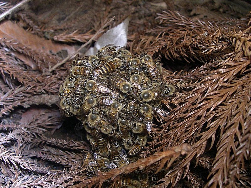 File:Honeybee thermal defence01.jpg