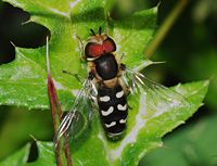 Male Scaeva pyrastri (Syrphidae)