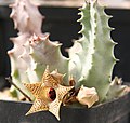 Huernia thuretii