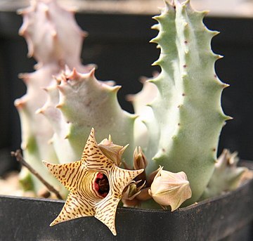 Huernia