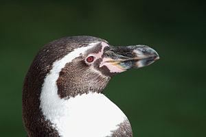 A penguin portrait