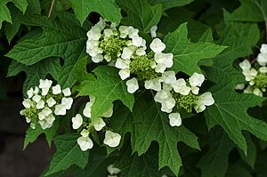 Hydrangea quercifolia BhamBotGdn.jpg