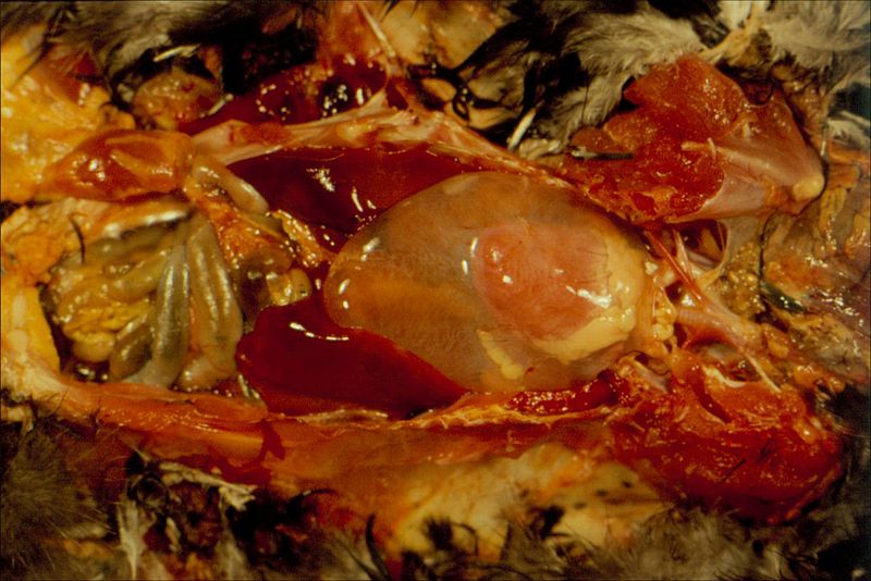 File:Hydropericardium edema disease (broiler).jpg