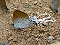 Hypolycaena amasa (Lycénidés)