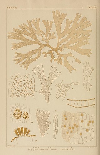 <i>Dictyota bartayresiana</i> Species of brown algae