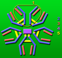 Immunglobulin M: Natürliches IgM, Diagnostik, Literatur