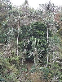 Euphorbias in valley bushveld Ilanda Euphorbias.JPG