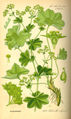 Alchemilla vulgaris plate 410 in: Otto Wilhelm Thomé: Flora von Deutschland, Österreich u.d. Schweiz, Gera (1885)