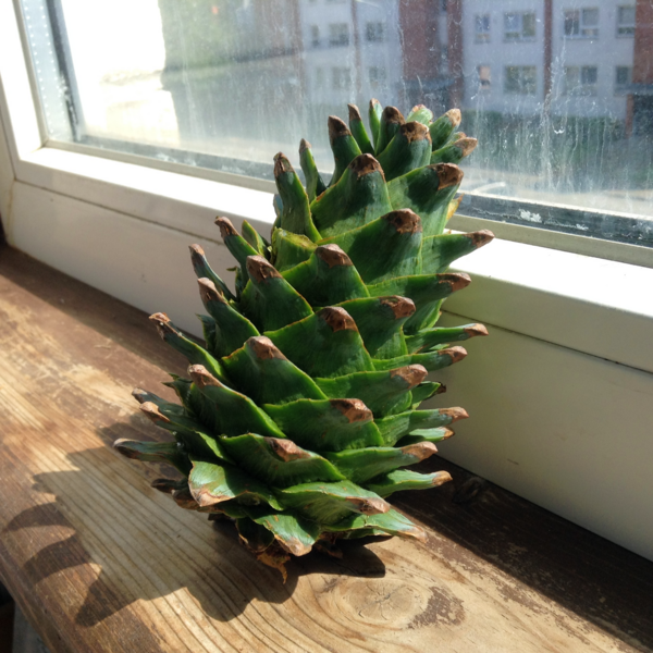 File:Immature Korean pine cone. From a cultivated Korean pine forest..png